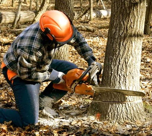Tree Removal in New Albany, MS